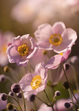 Pink anemone flowers