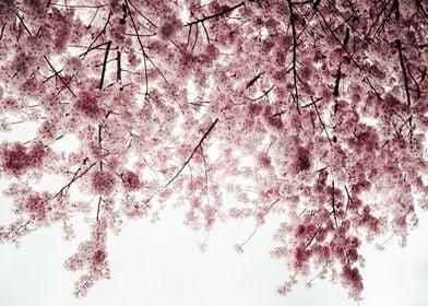 Cherry Blossoms