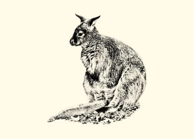 Kangaroo