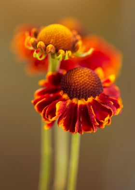 Helenium flowers