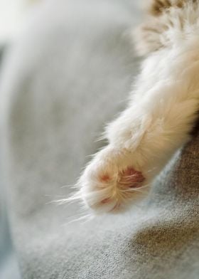 Thea fluffy paw