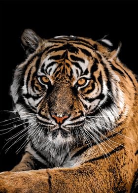 Tiger Portrait