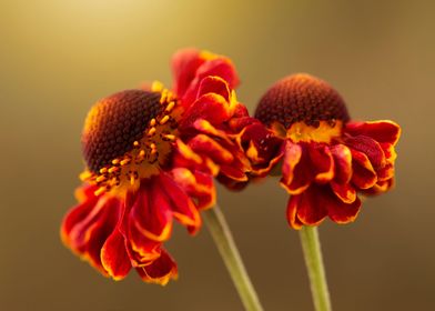 Helenium flowers