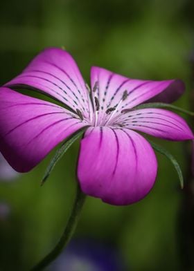 Macro Pink Flower Photo