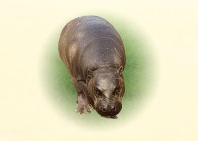 Pygmy hippopotamus