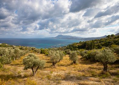 Olive gardens in Greece