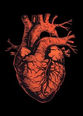 Human Heart Cardiology