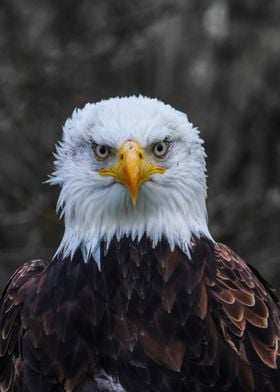 Bald Eagle Portrait