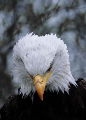 Bald Eagle Portrait