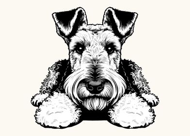 Welsh Terrier