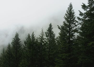 Foggy Pines