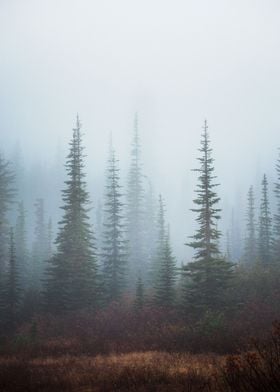 Foggy Pines