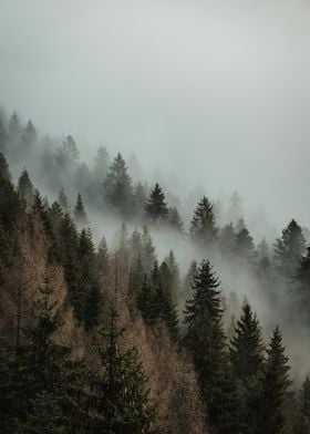 Foggy Pines