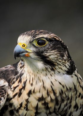 Peregrine Falcon