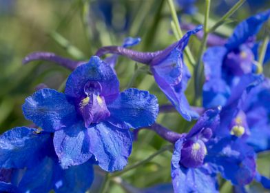 Blue delphinium flowers