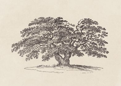 Wide Oak Tree Sketch