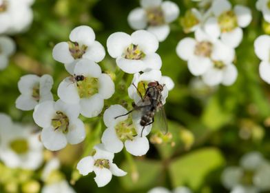 Fly on alyssum flowers