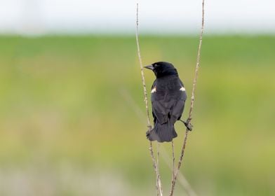 Back of a blackbird 