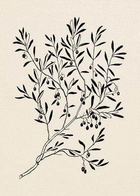 Olive Branch Sketch no 3