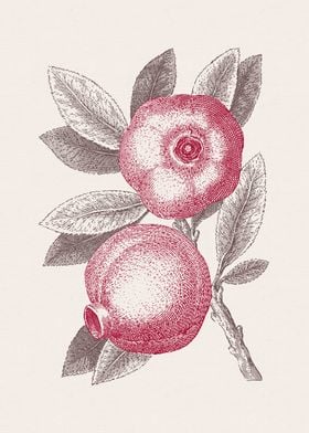 Pomegranate Sketch no 3