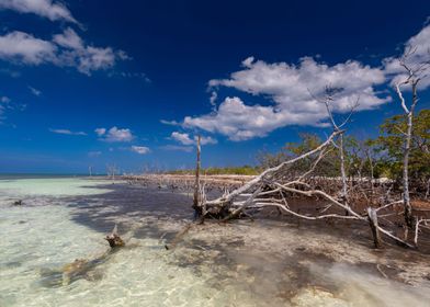 Mangrove forest on ocean