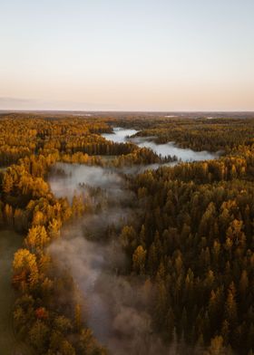 Sunrise over forest