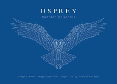 Osprey blueprint