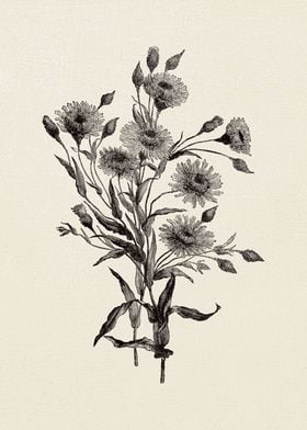 Aster Flower Sketch no 4