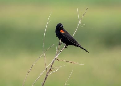 Blackbird closeup 