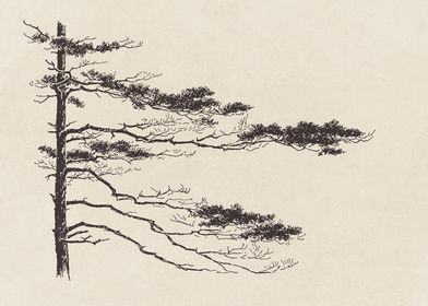 Pine Tree Branch no 2