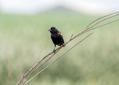 Male redwinged blackbird