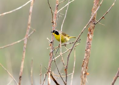 Common yellowthroat bird