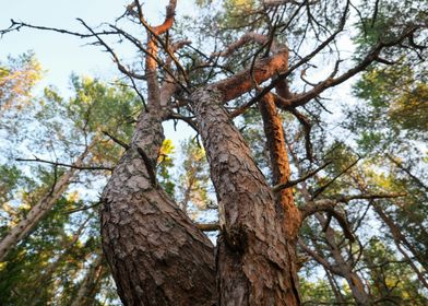 brown tree with green lea