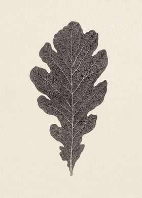 Oak Leaf Sketch 03