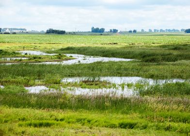 Iowa wetland landscape