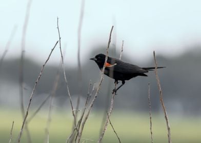 Moody redwinged blackbird