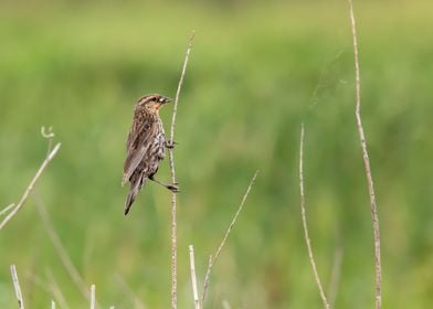 Redwinged blackbird close