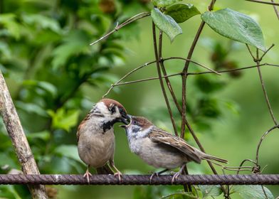 Baby bird getting fed