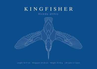 Kingfisher blueprint