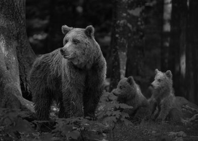 Mama Bear With Her 2 Cubs