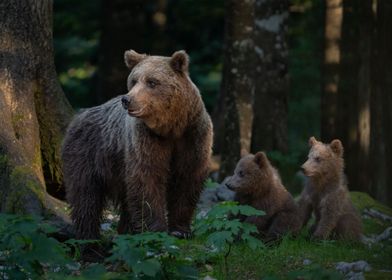 Mama Bear With Her 2 Cubs