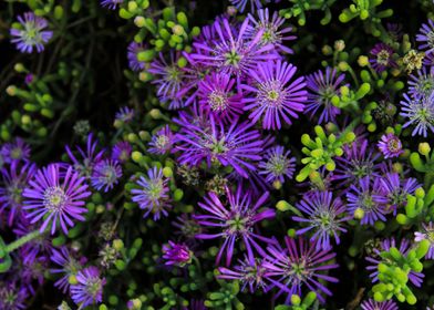 violet flowers in contrast