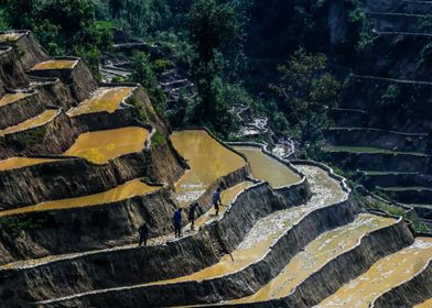 terraced fields