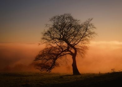 Lonely tree