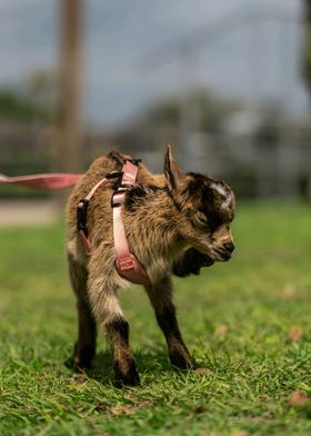 Pygmy Goat