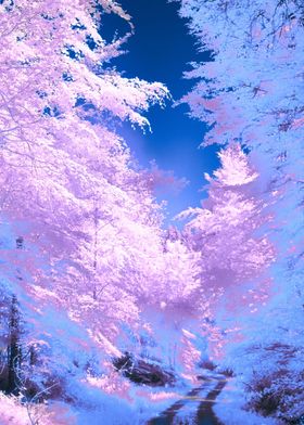 A blue and pink photo of