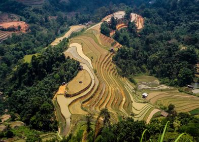 terraced fields