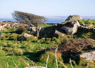 Connemara Tree