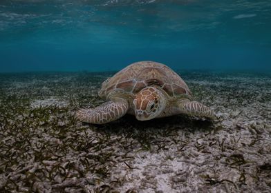 Sea Turtles Seagrass Feast