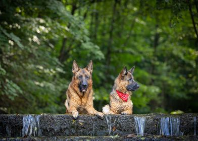 Purebred German Shepherds